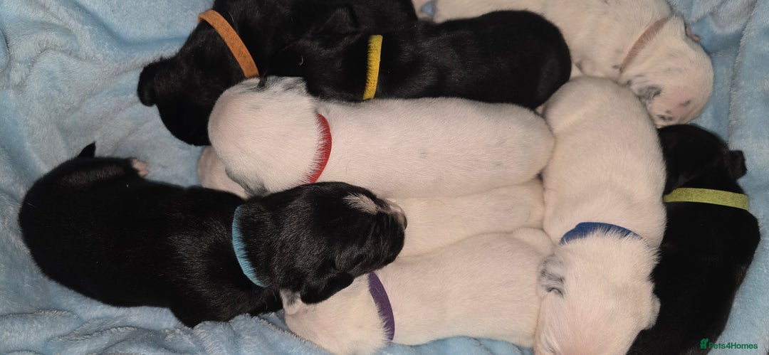 Mixed Breed dogs for sale: Beautiful Dalatian x Lab pups - Image 7