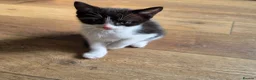 Mixed Breed cats for sale: 2 x male kittens - Advert 3