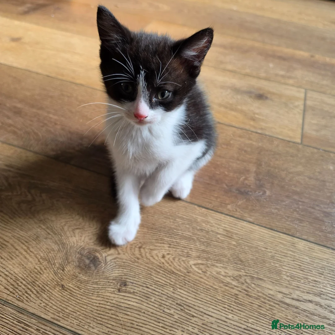 Mixed Breed cats for sale: 2 x male kittens - Advert 3