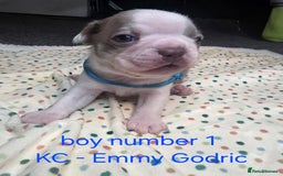 Boston Terrier dogs for sale: Beautiful Blue Bostons  - Image 14