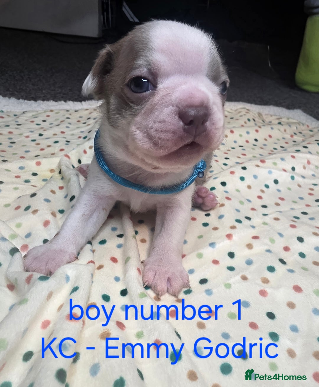 Boston Terrier dogs for sale: Beautiful Blue Bostons  - Image 14