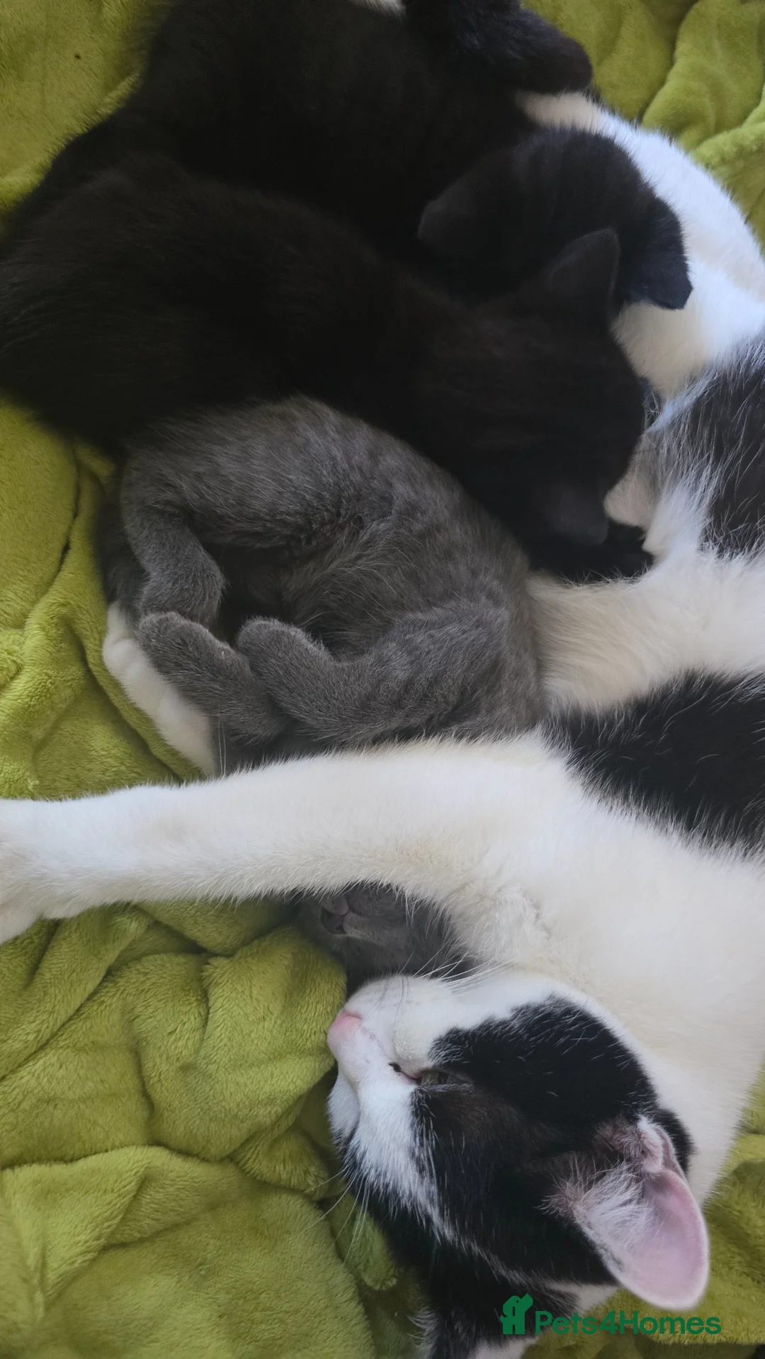 Mixed Breed cats for sale: Gorgeous kittens ready now. - Advert 2