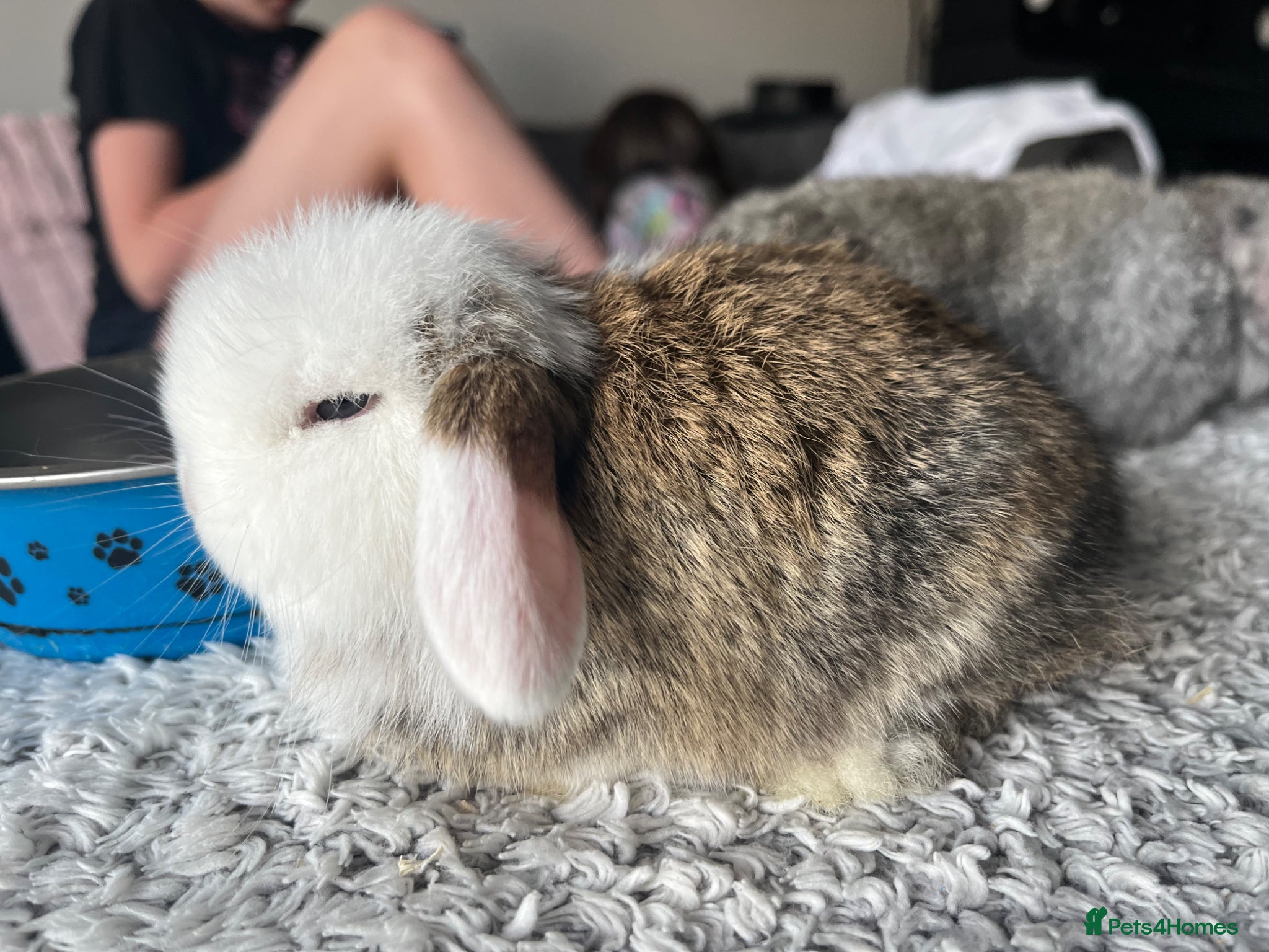 Mini Lop rabbits for sale: Male mini lop kits RTL 16th June - Advert 9