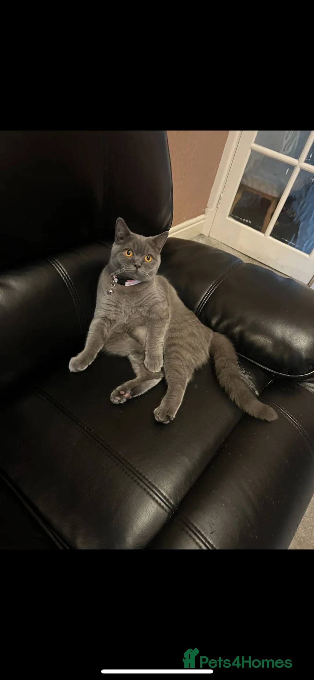 British Shorthair cats for sale: British Shorthair - Advert 2