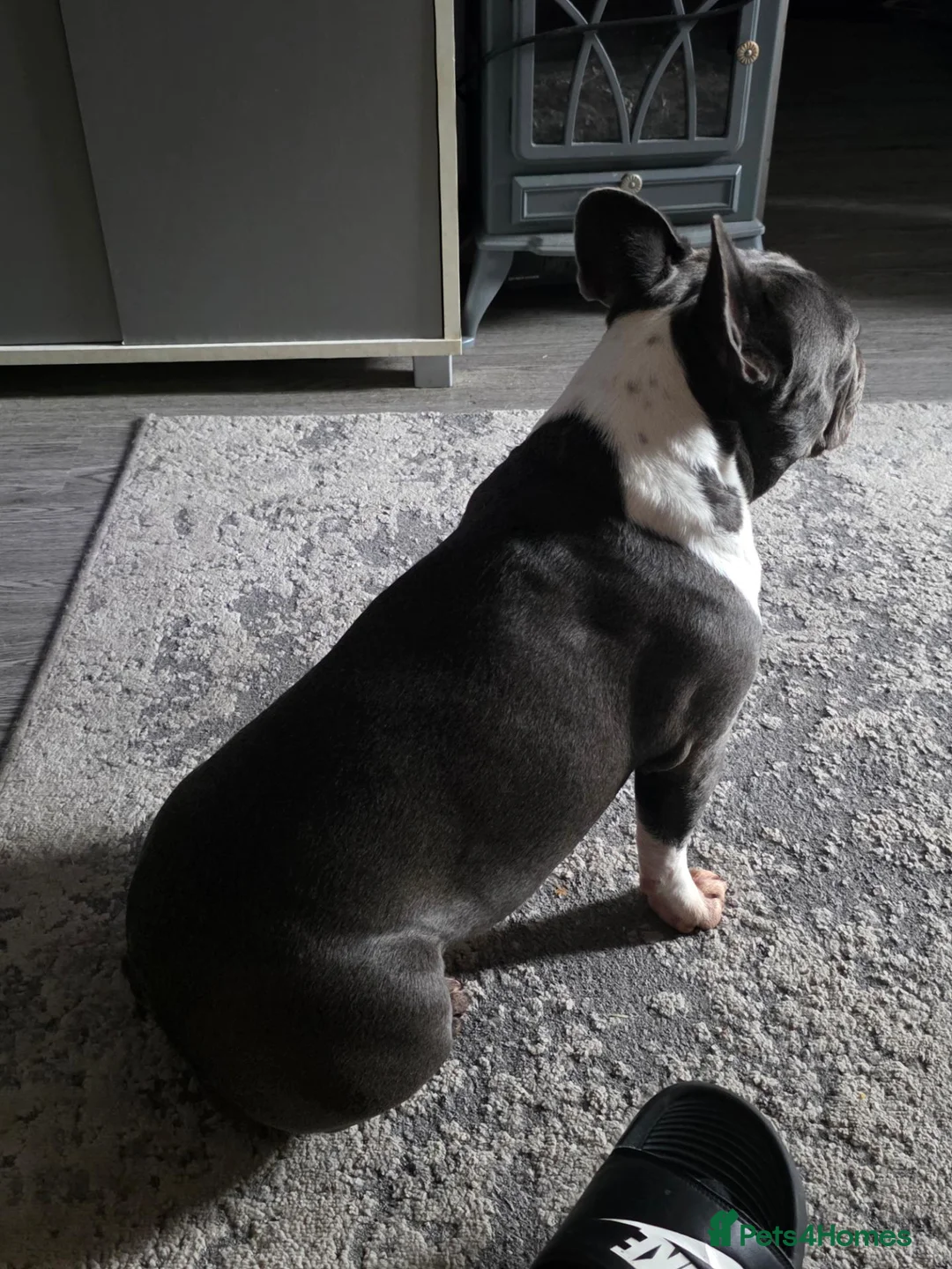 French Bulldog dogs for sale: Female French bulldog  - Advert 4