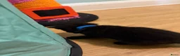 Domestic Shorthair cats for sale: 4 beautiful kittens looking for a loving home - Advert 21