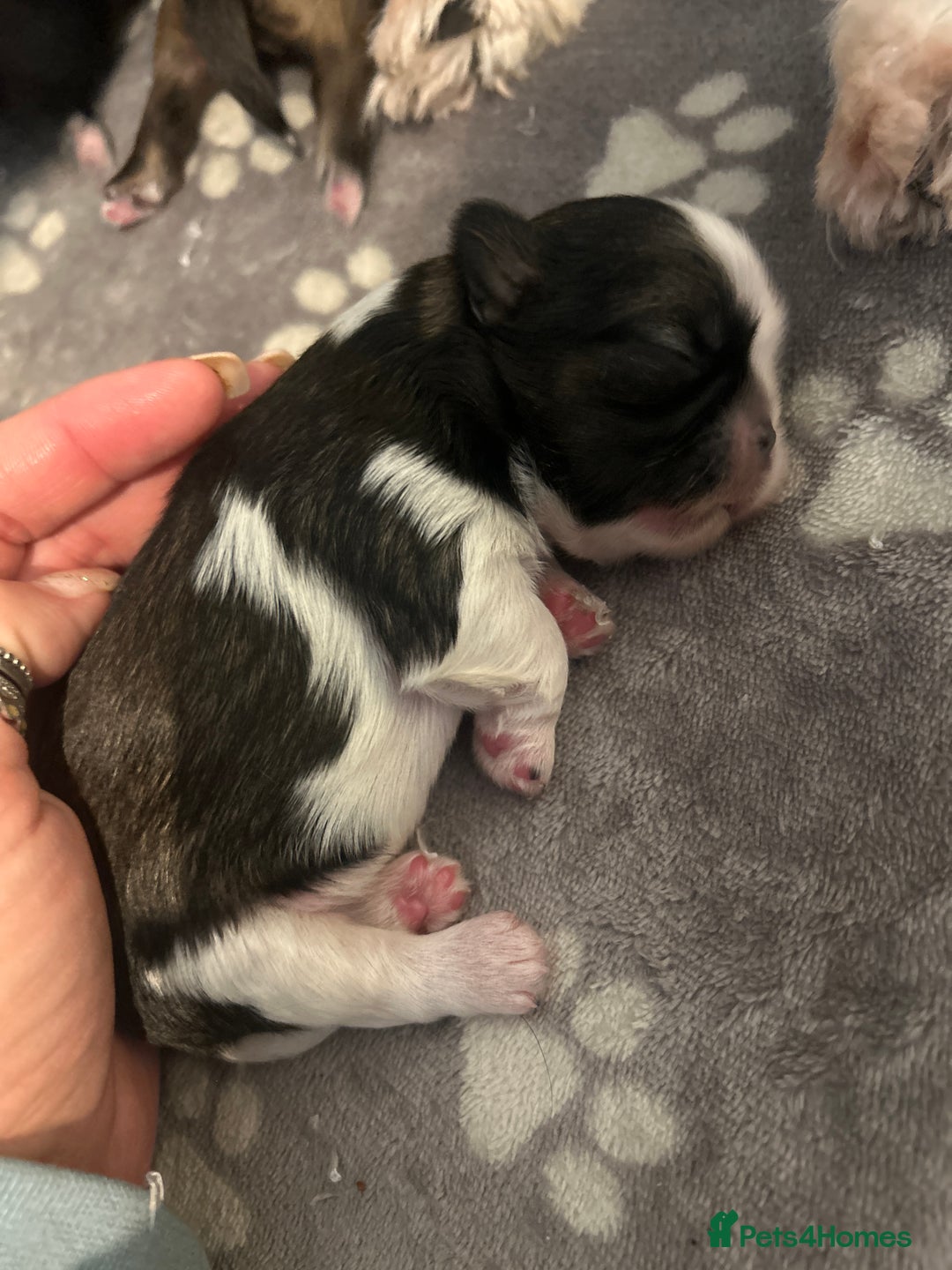 Shih Tzu dogs for sale: Beautiful shih Tzu puppies for sale  - Image 12