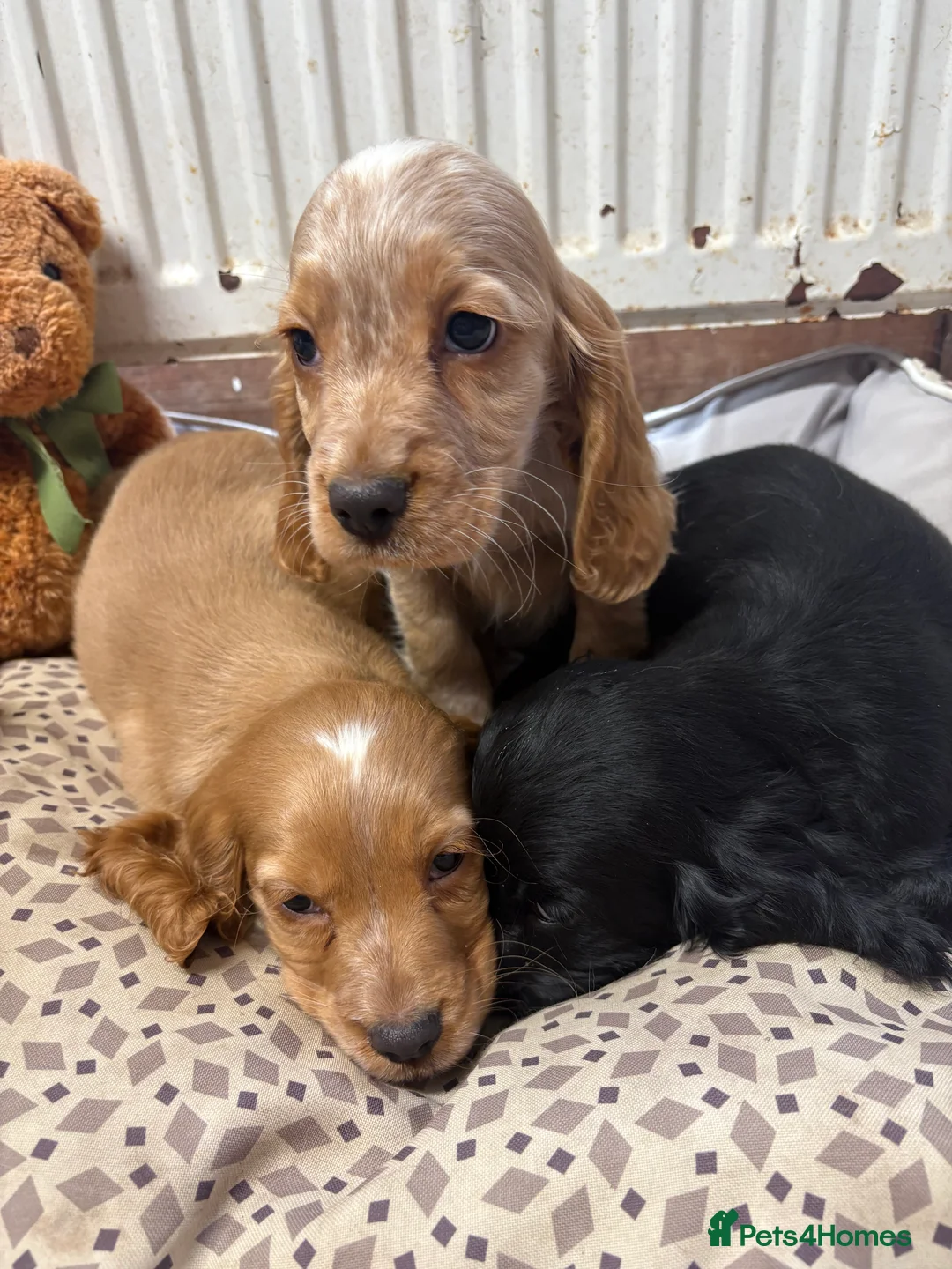 Cocker Spaniel dogs for sale: Show type cocker spaniels  - Advert 8