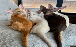 Oriental cats for sale: Oriental and Siamese kittens GCCF reg - Image 35