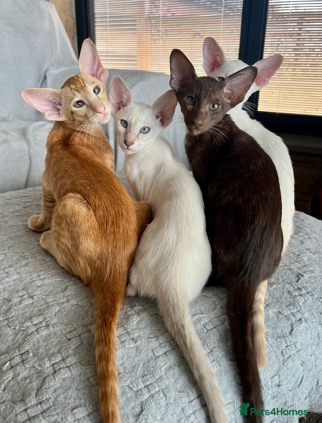 Oriental cats for sale: Oriental and Siamese kittens GCCF reg - Image 35