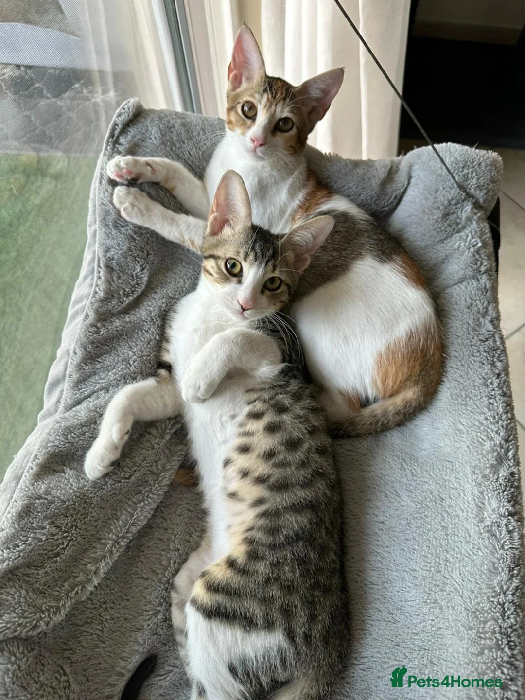 Mixed Breed cats for adoption: Pair of Kittens for Indoor Adoption Together - Advert 8