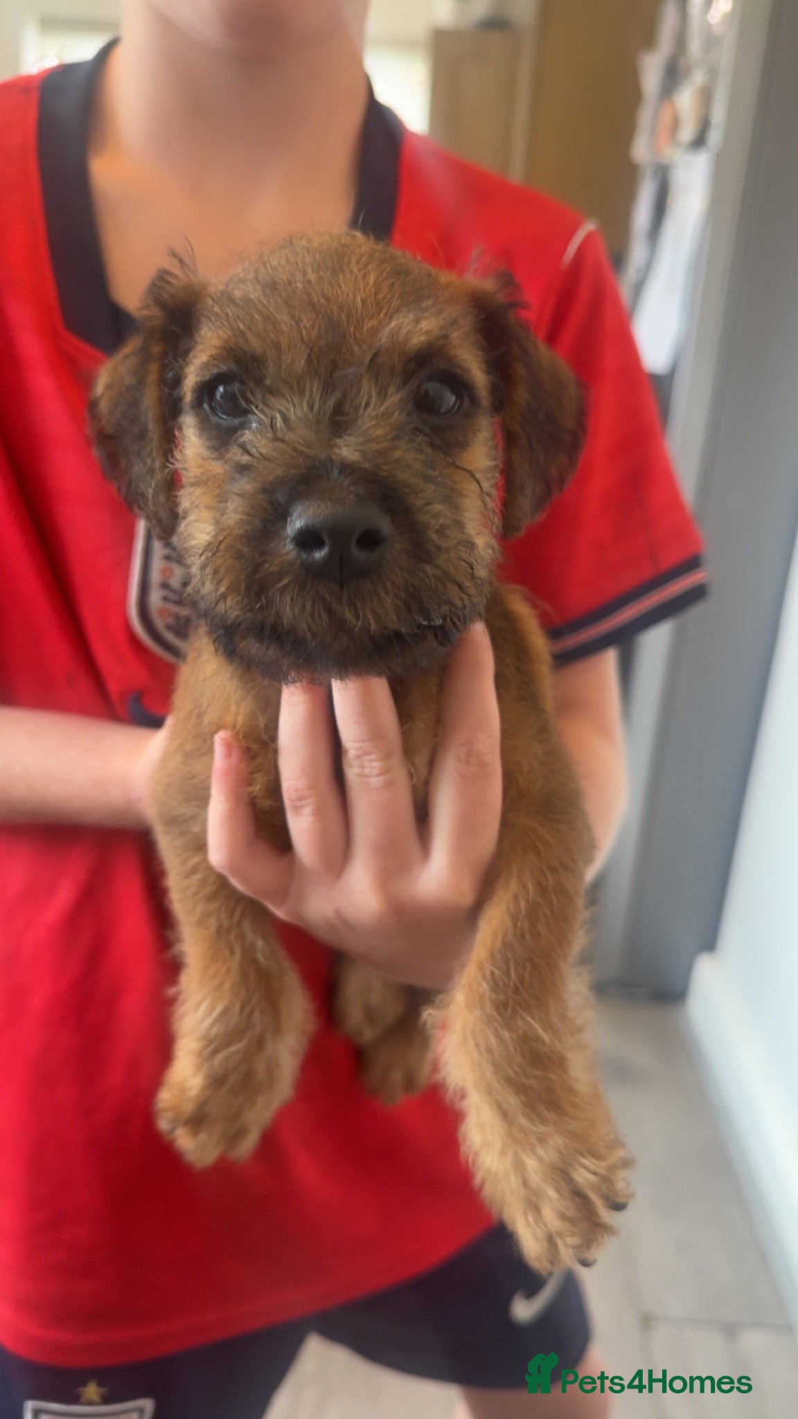 Lakeland Terrier dogs 4 lakeland puppies for sale  - Advert 2