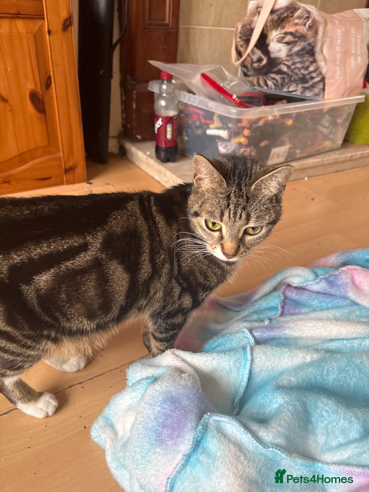 Mixed Breed cats Kitten for sale  - Advert 7