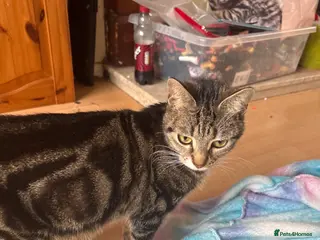 Mixed Breed cats Kitten for sale - Advert 7