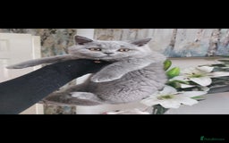 British Shorthair cats for sale: OUTSTANDING🏆PEDIGREE🎖CH SIRED in Dudley - Image 17