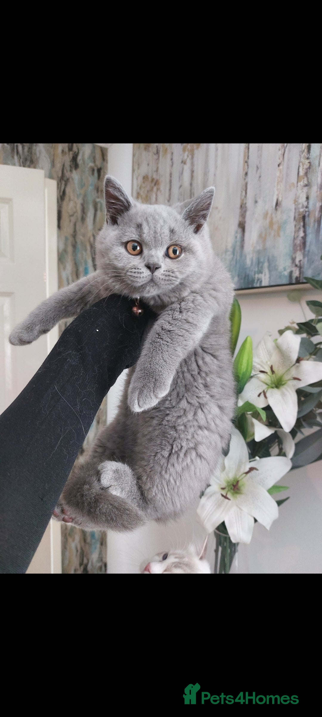British Shorthair cats for sale: OUTSTANDING🏆PEDIGREE🎖CH SIRED in Dudley - Image 17