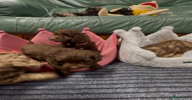 Cockapoo dogs - Advert 2