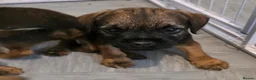 Border Terrier dogs for sale: Border terrier pups in Newton Aycliffe - Advert 5