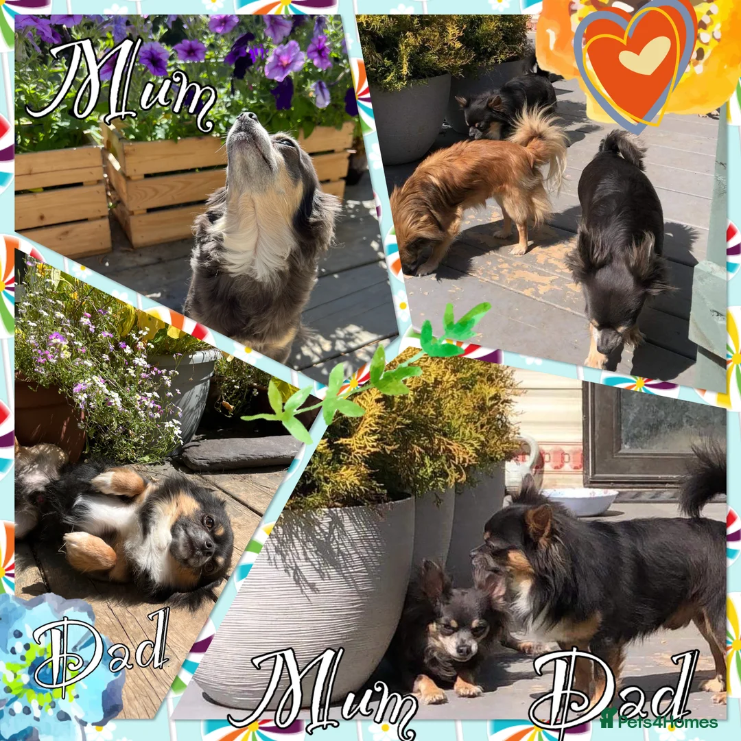 Chihuahua dogs for sale: Sold! - Advert 2