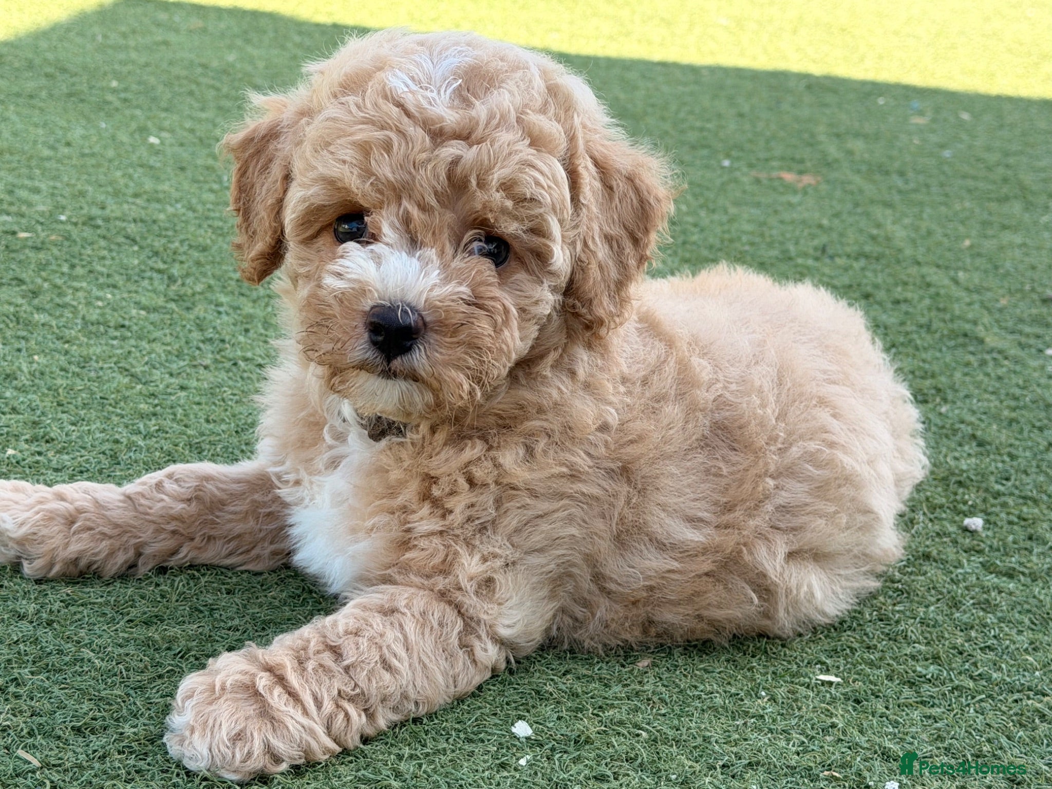 Poochon dogs 🐾 Stunning Poochon girls - ready now 🐾 - Advert 1