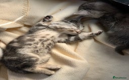 Persian cats for sale: Persian chinchilla mix of 3 boys left in St Albans - Image 2
