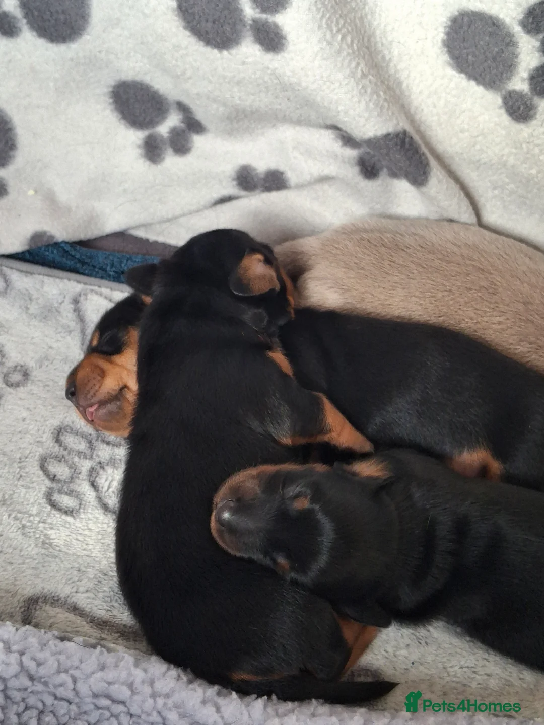Dachshund dogs for sale: Miniature Dauchund Isabella and Black/Tan pups.  - Advert 5