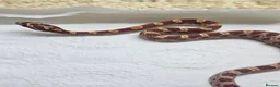 Corn Snake reptiles for sale: Corn snake  in Leicester - Advert 35