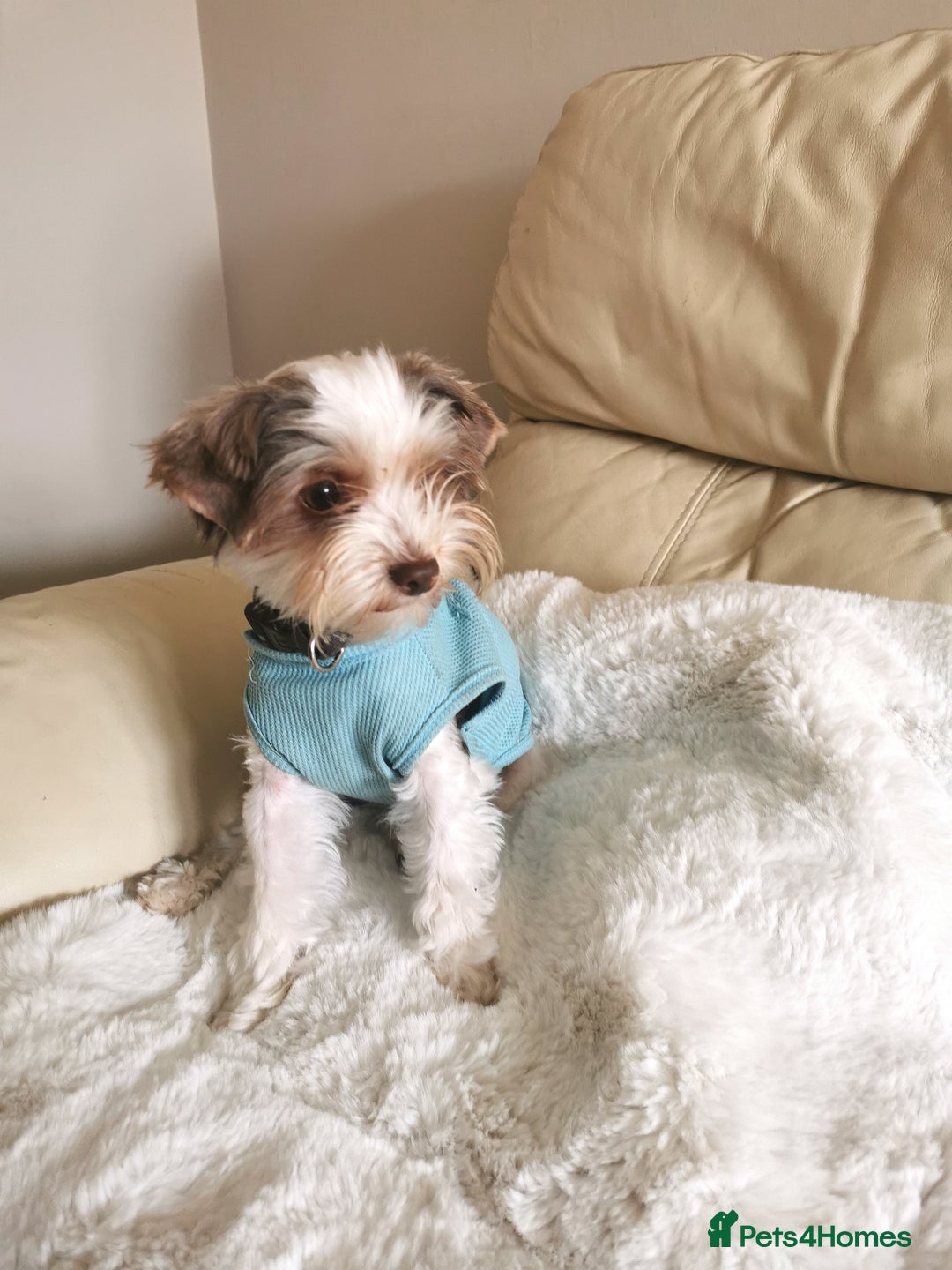 Yorkshire Terrier dogs for stud: Stud! Yorkshire terrier biro full pedigree  - Advert 3