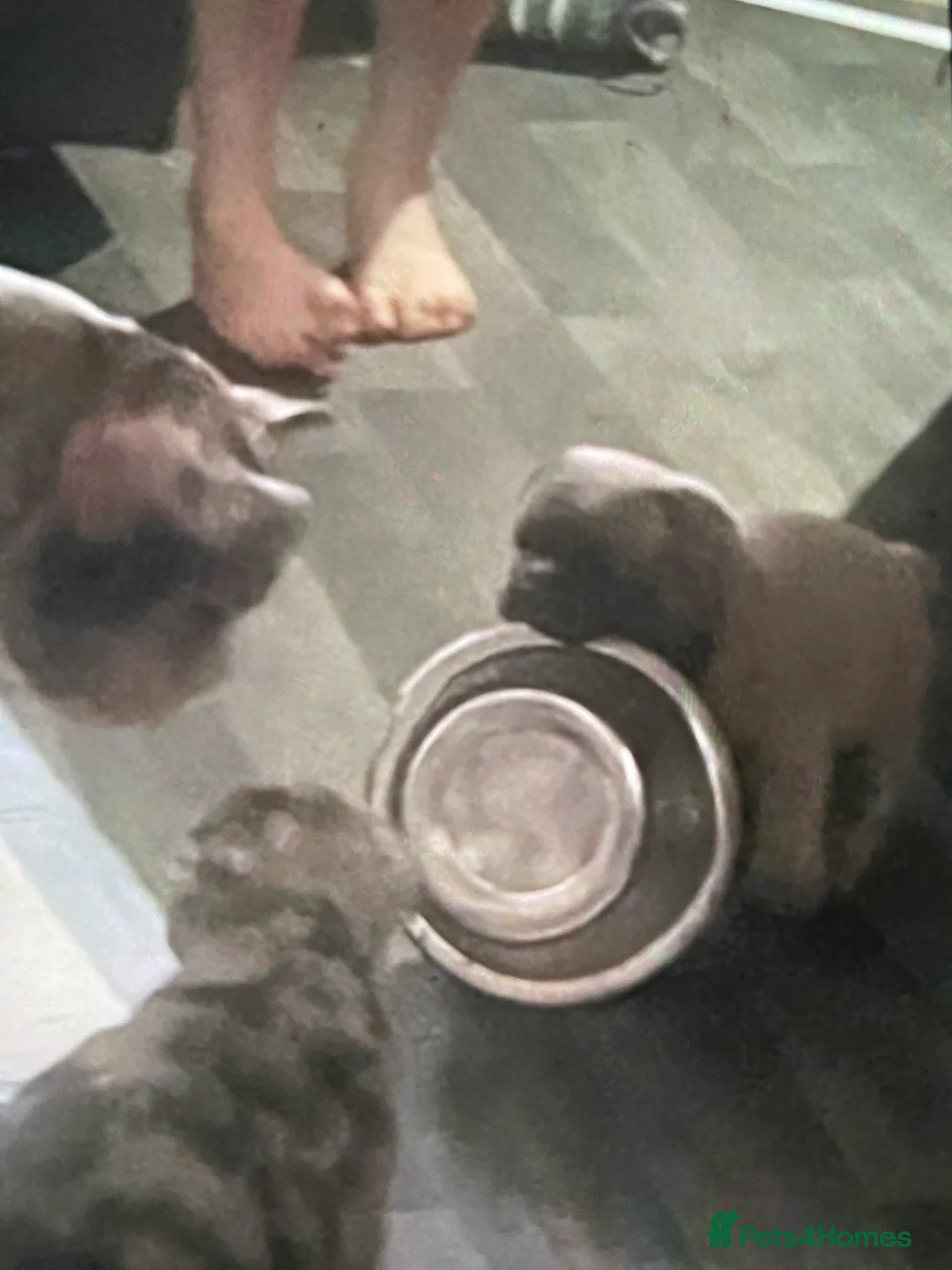 French Bulldog dogs for sale: Frenchie pups forsale in Wednesbury - Advert 5