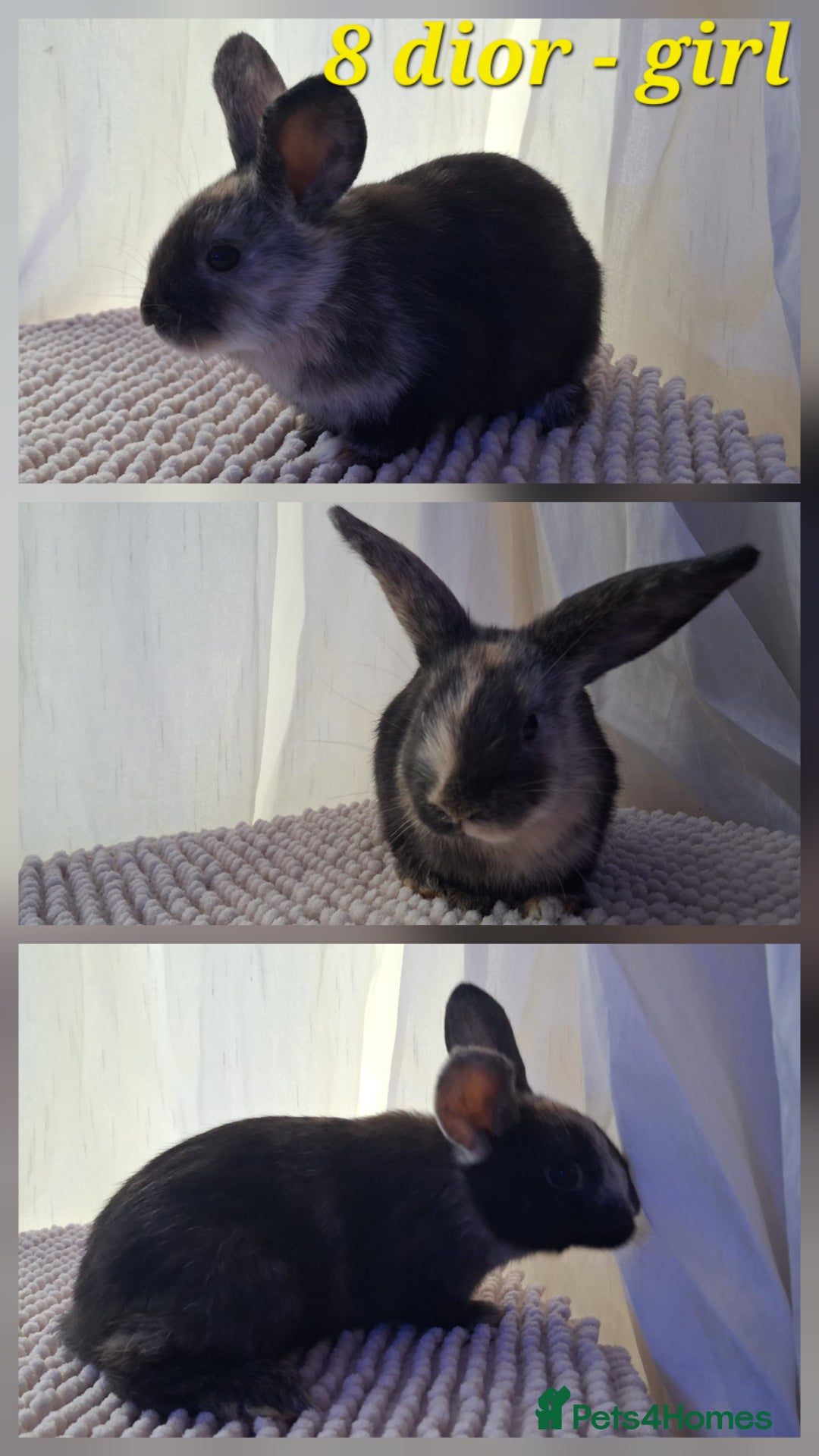 Mixed Breed rabbits for sale: Super cute rex x lop bunnies - Image 11