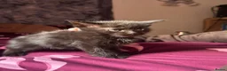 Mixed Breed cats for sale: 5 gorgeous fluffy kittens - Advert 12