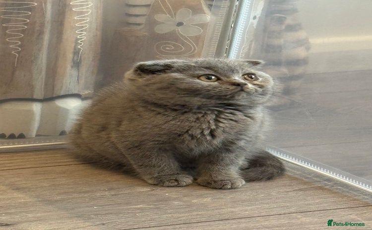 Scottish Fold cats  Tica Registered Scottish fold blue Boy - Advert 17