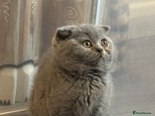 Scottish Fold cats Tica Registered Scottish fold blue Boy - Advert 4