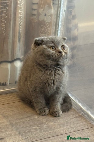 Scottish Fold cats Tica Registered Scottish fold blue Boy - Advert 17