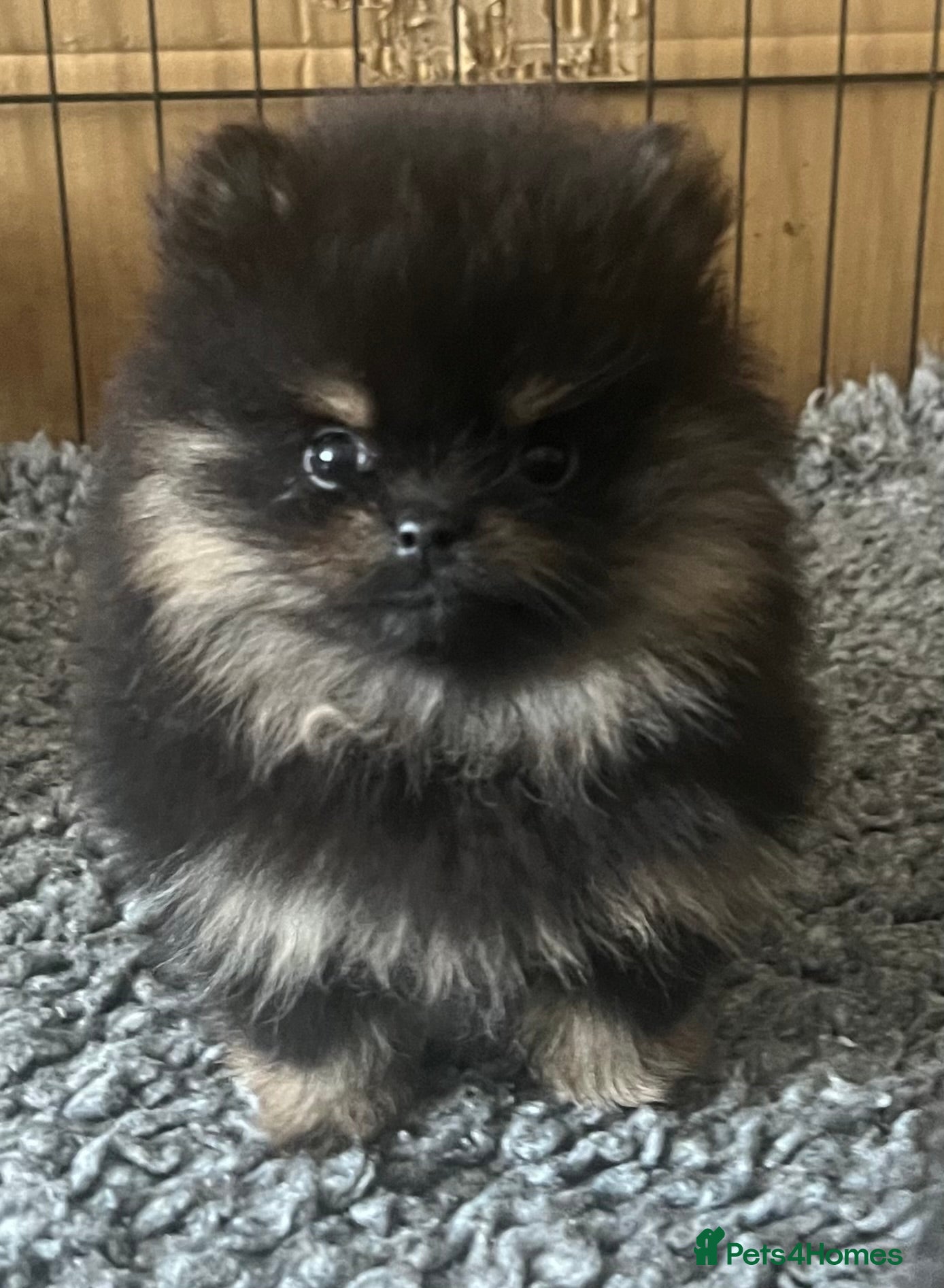 Pomeranian dogs for sale: Pomeranian Puppies Black & Tan Chocolate Sable - Advert 19