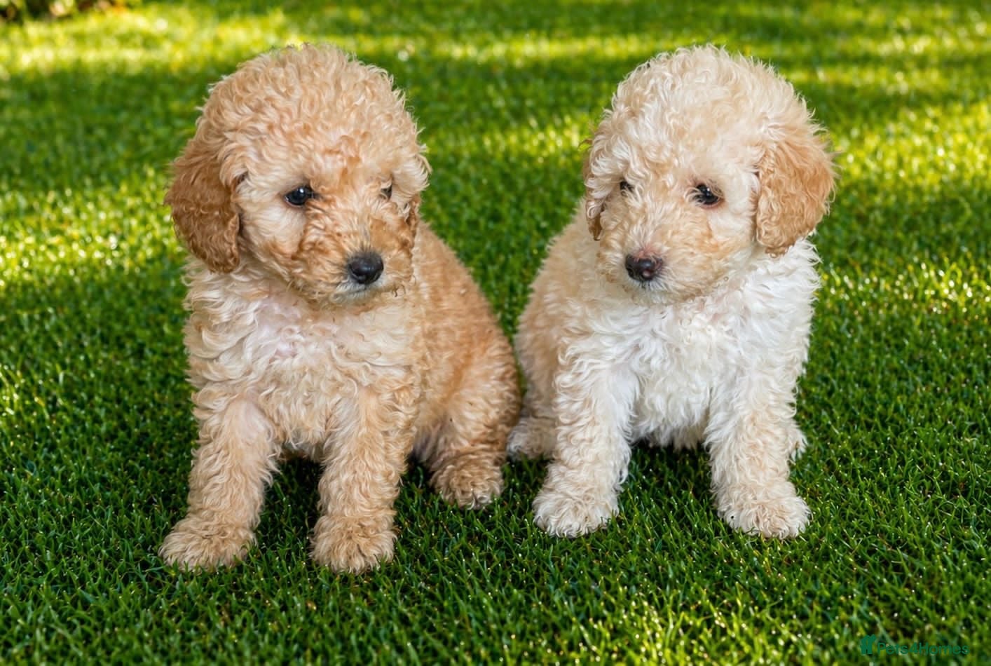 Cockapoo dogs 2 beautiful girls  - Advert 2