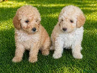 Cockapoo dogs 2 beautiful girls - Advert 2