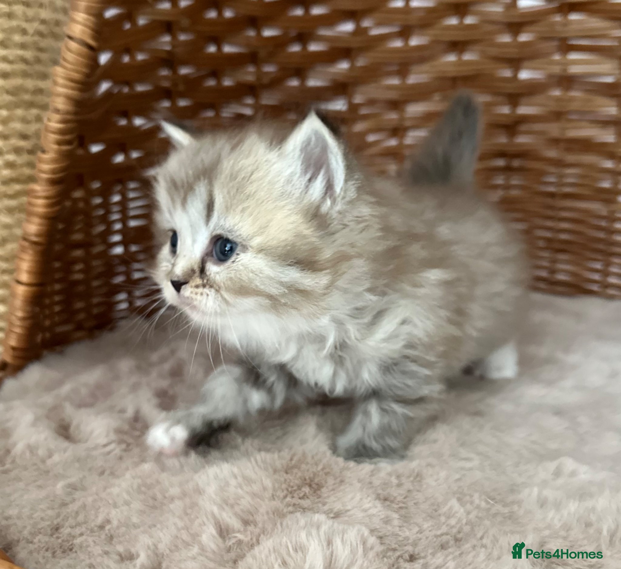 RagaMuffin cats Authentic Pure RagaMuffin Kitten - Advert 5