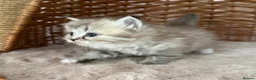 RagaMuffin cats for sale: Authentic Pure RagaMuffin Kitten - Advert 1