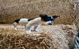 Jack Russell dogs for stud: Jack Russel for Stud  - Image 4