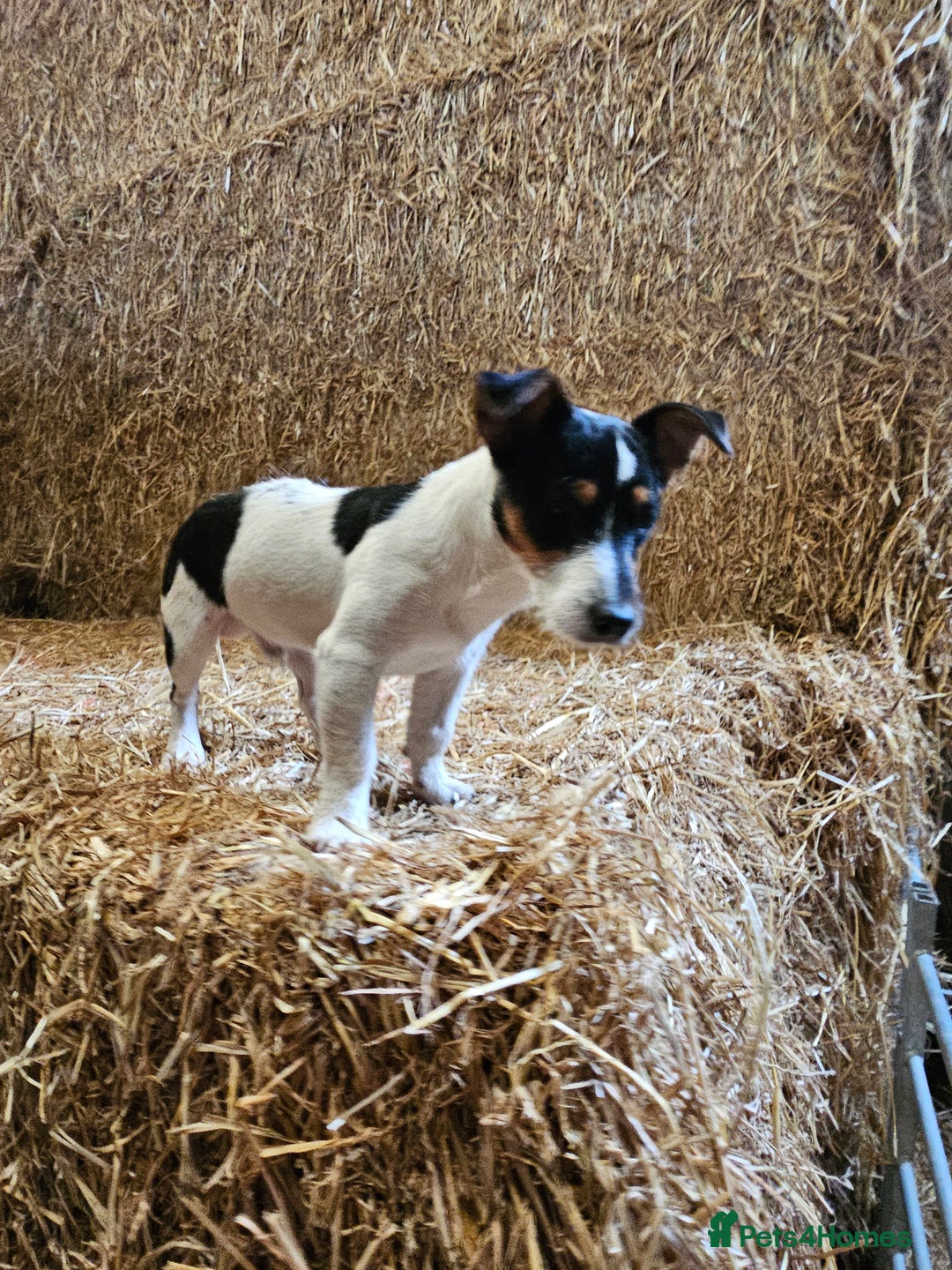 Jack Russell dogs for stud: Jack Russel for Stud  - Image 4