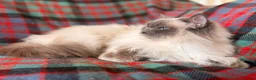 Ragdoll cats for sale: Beautiful Neutered GCCF Ragdolls For Adoption - Advert 4