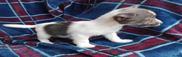 Jack Russell dogs for sale: Jack russell pups for sale - Advert 6