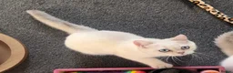 British Shorthair cats for sale: Rare GCCF Gold/Silver Tipped BSH Kittens - Advert 19