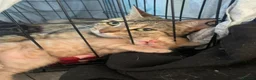 Mixed Breed cats for sale: Kittens looking for there for ever homes  in Hornchurch - Advert 5