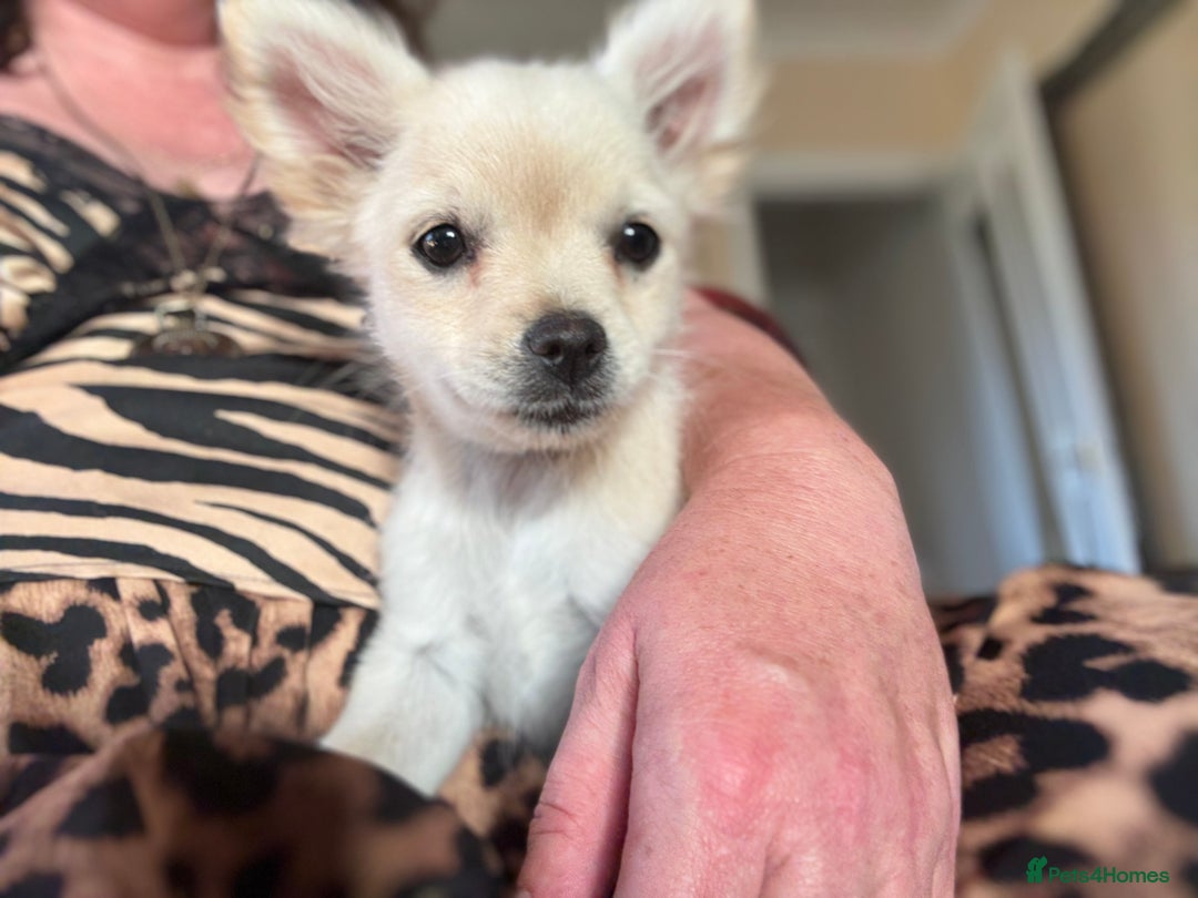 Pomchi dogs for sale: Emma Evans  - Image 6
