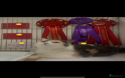 British Shorthair cats for sale: British Shorthair Queen Proven & Show Winning - Image 1