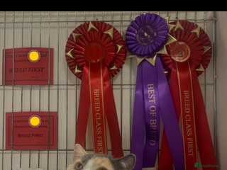 British Shorthair cats - Advert 16