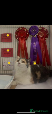 British Shorthair cats - Advert 18
