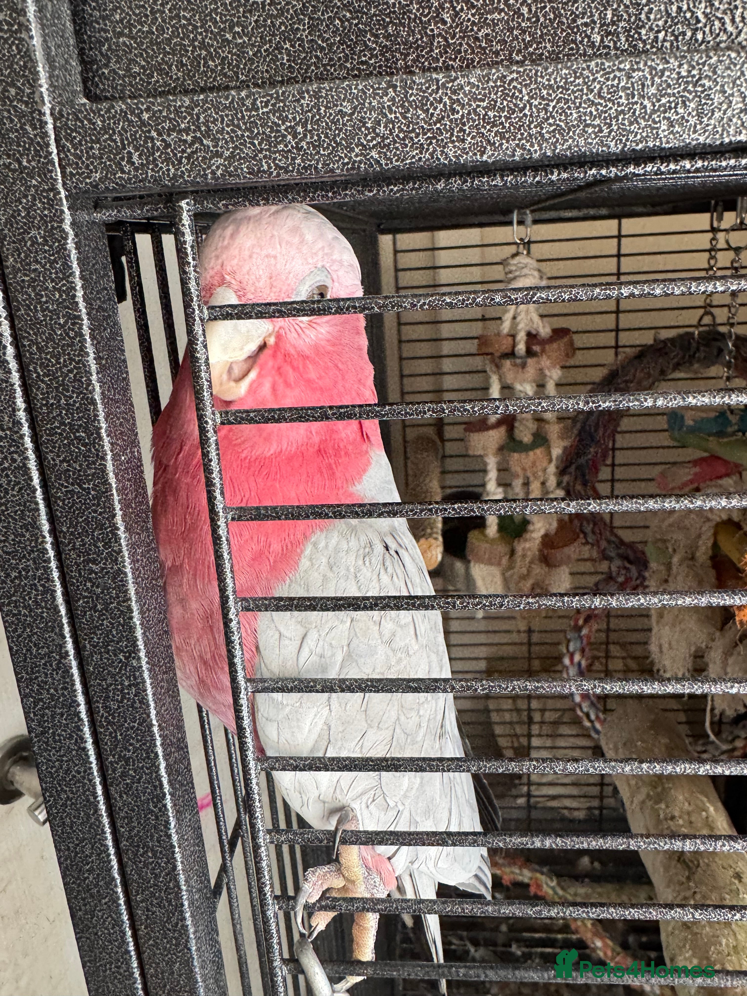 Cockatoo birds Galah cockatoo  - Advert 3